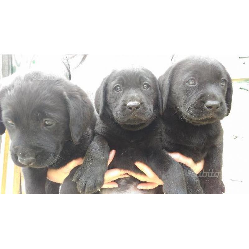 Cuccioli labrador nero con pedigree