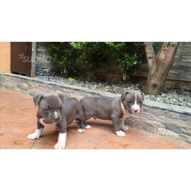 Amstaff Blue line