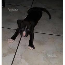 American Staffordshire terrier Amstaff