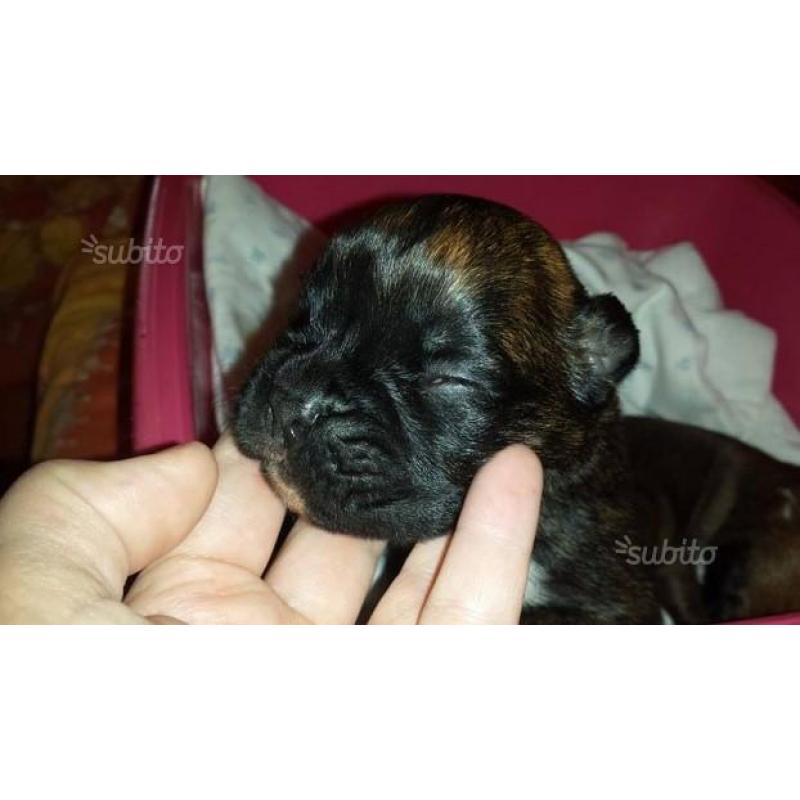 Boxer cuccioli