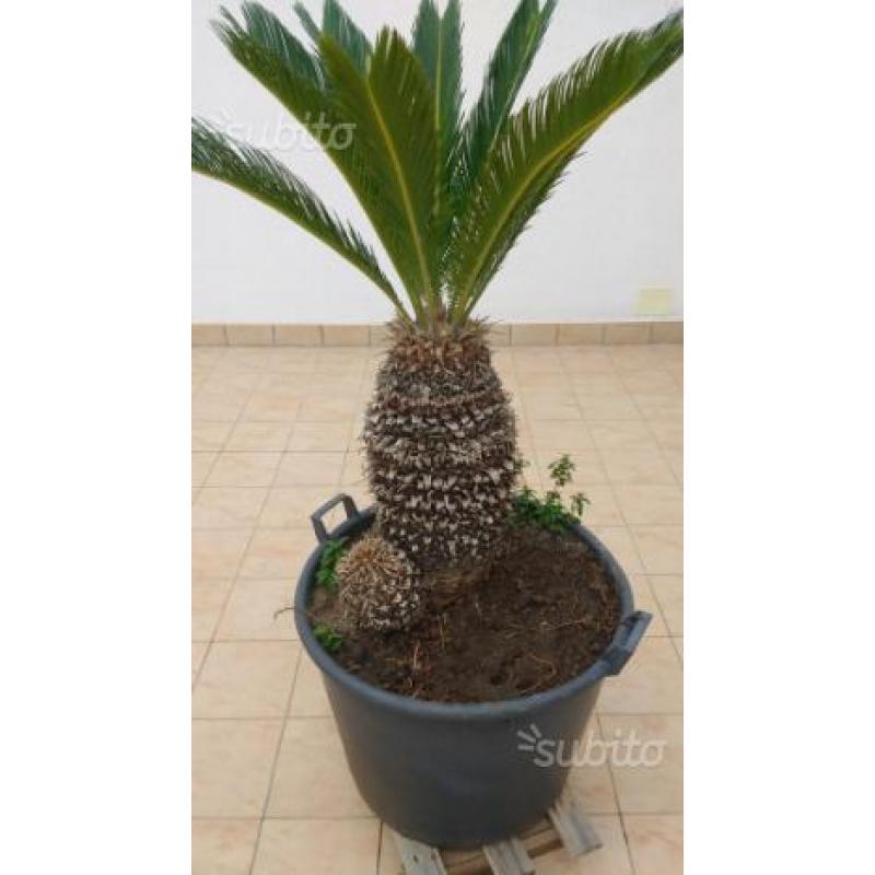 Cycas OCCHIOOOO