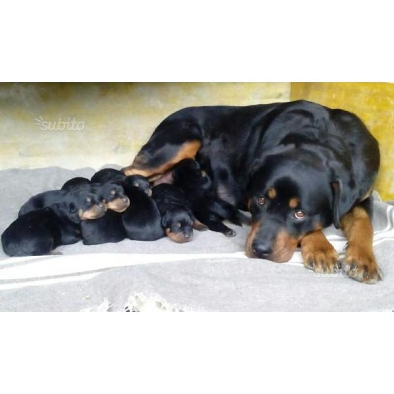 3 Cuccioli Rottweiler