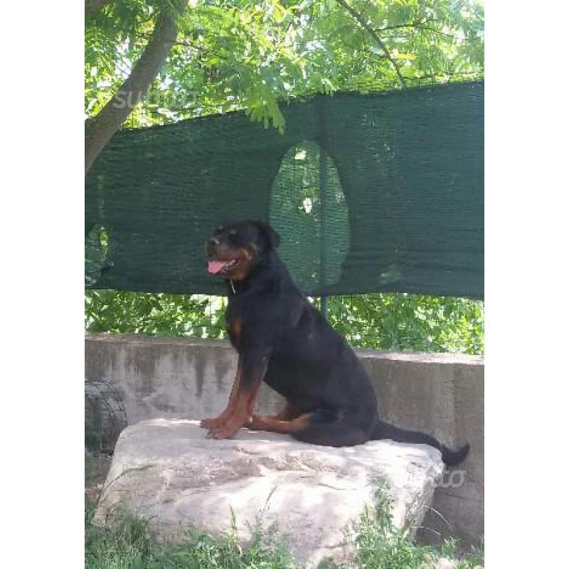 3 Cuccioli Rottweiler