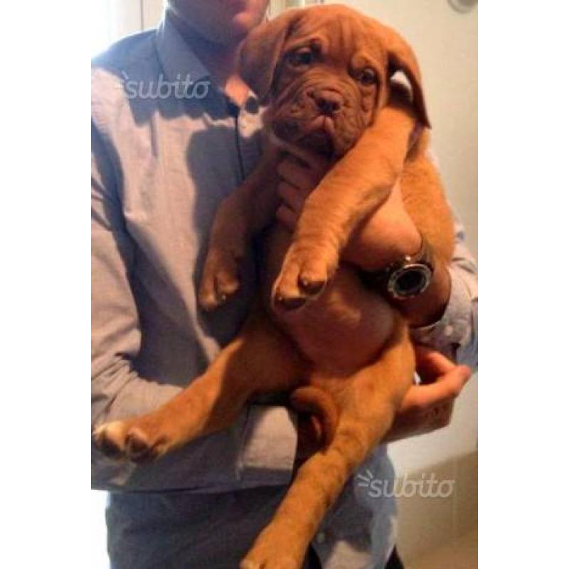 Dogue de bordeaux maschio per M O N T E