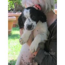 4 cuccioli mix Setter 3 mesi