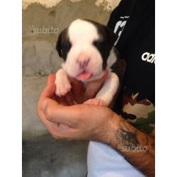 Cuccioli di amstaff