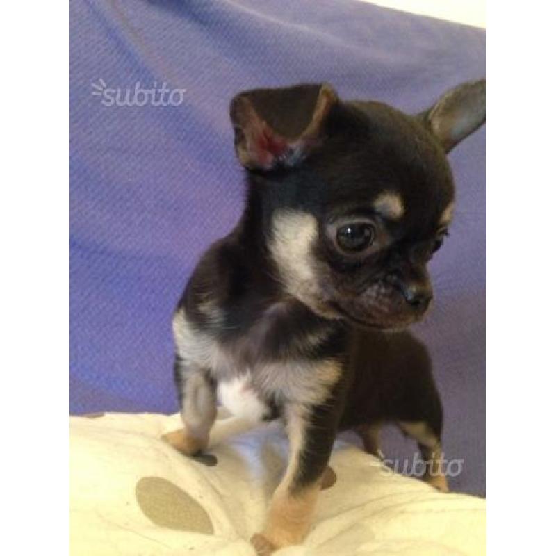 Cuccioli chihuahua