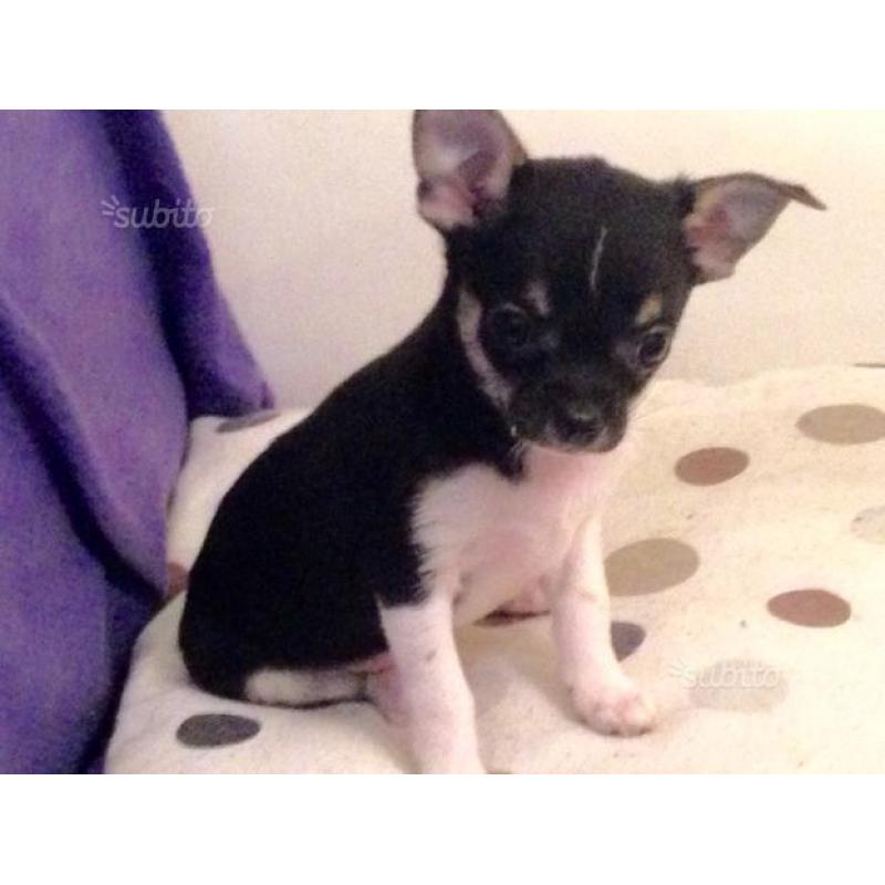 Cuccioli chihuahua