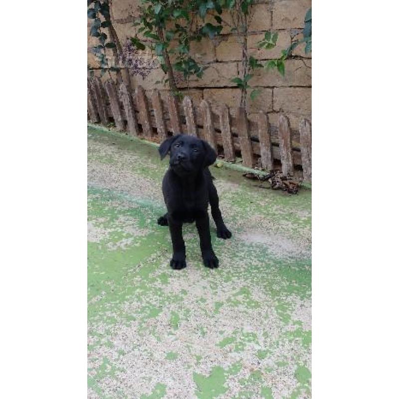 Regalo cuccioli di labrador