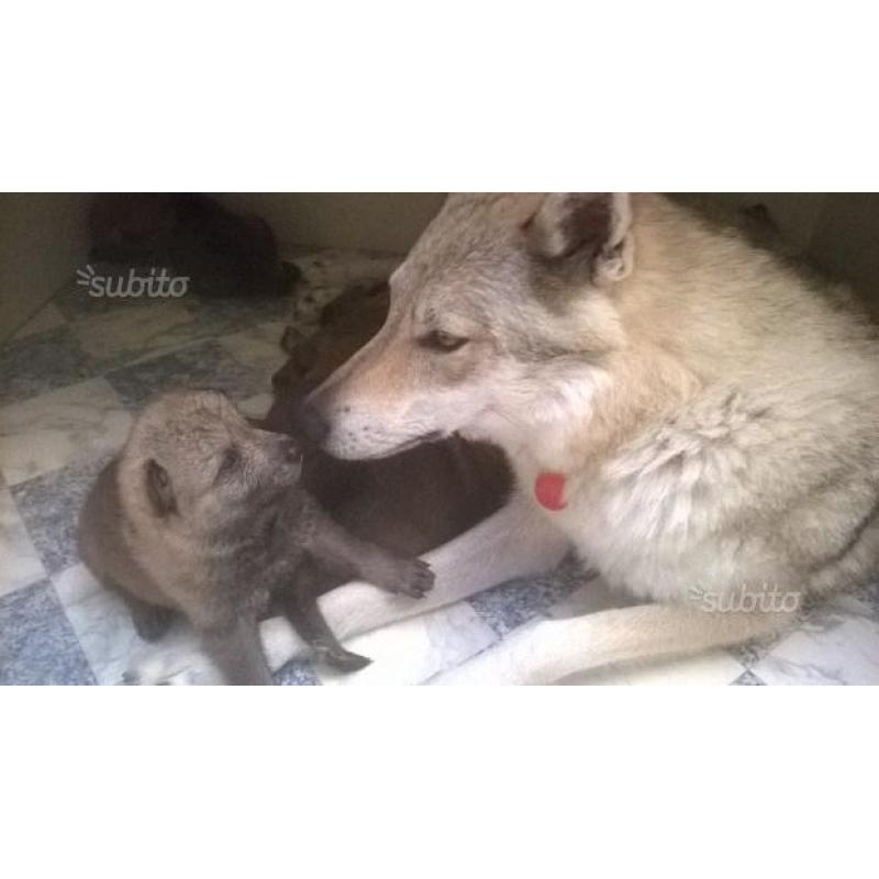 Cuccioli di Cane lupo cecoslovacco