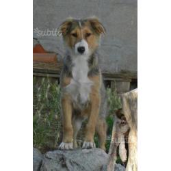 Adozione per cucciola 3 mesi mix Collie