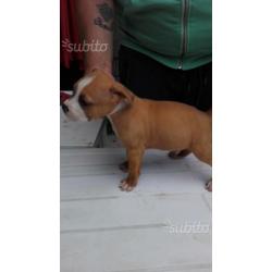 Cucciole amstaff