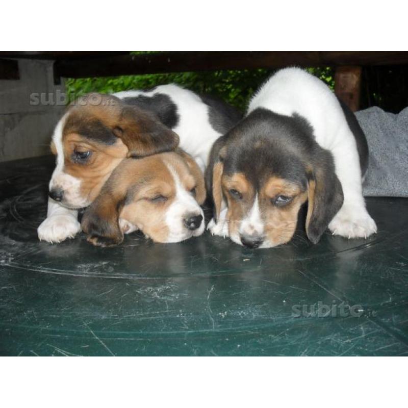 Allevamento beagle di nonna filomena aff. Enci