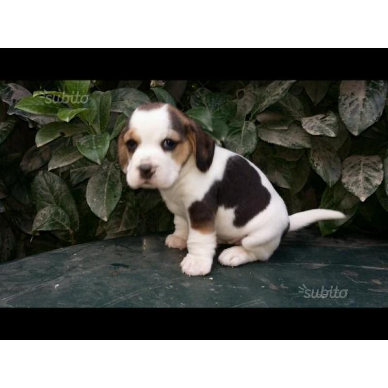 Allevamento beagle di nonna filomena aff. Enci