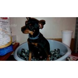 Cuccioli di pinscher toy