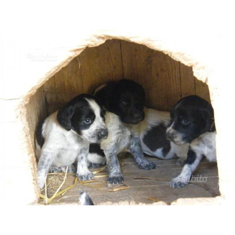 Cuccioli cane Springer Spaniel