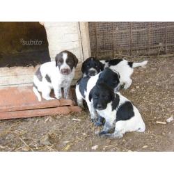 Cuccioli cane Springer Spaniel