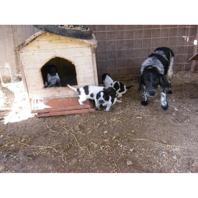 Cuccioli cane Springer Spaniel