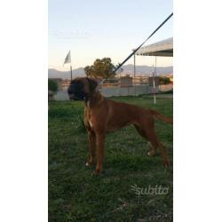 Cuccioli boxer con pedigree