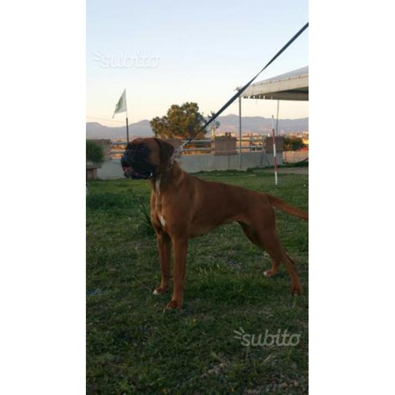 Cuccioli boxer con pedigree