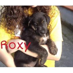 Roxy,circa 2 mesi t/medio/contenuta