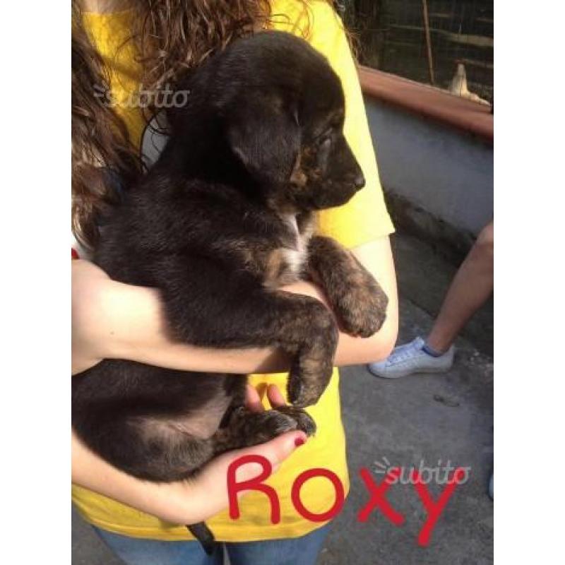 Roxy,circa 2 mesi t/medio/contenuta