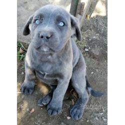 Cucciolo cane corso con possibilità pedigree