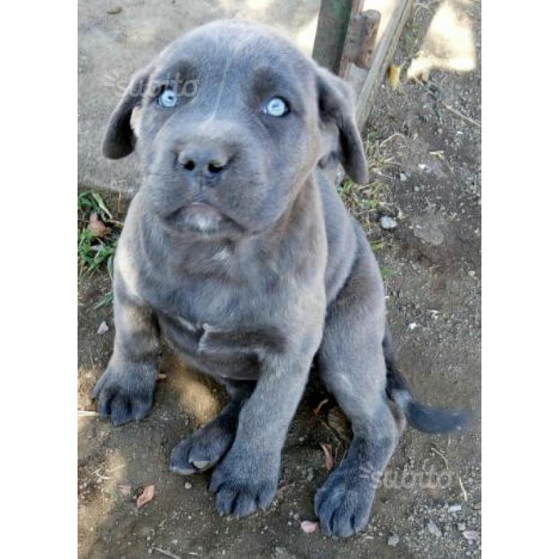 Cucciolo cane corso con possibilità pedigree