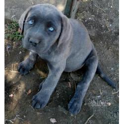 Cucciolo cane corso con possibilità pedigree