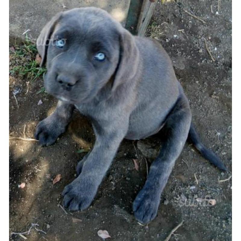 Cucciolo cane corso con possibilità pedigree