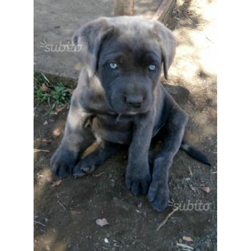 Cucciolo cane corso con possibilità pedigree