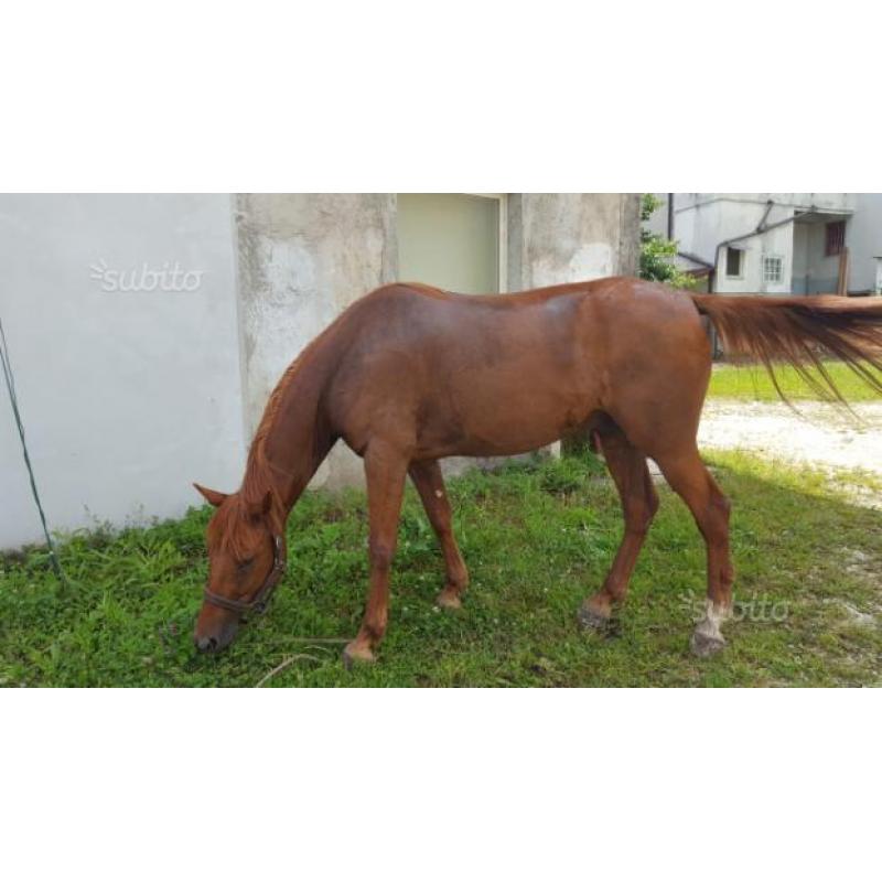 Cavallo 6 anni