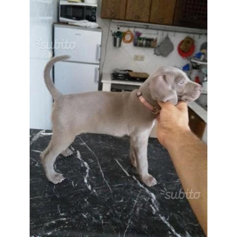 Weimaraner selezionati ENCI