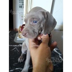 Weimaraner selezionati ENCI