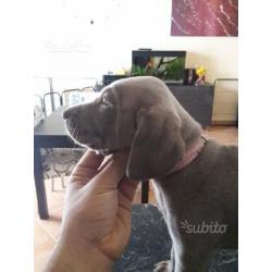 Weimaraner selezionati ENCI