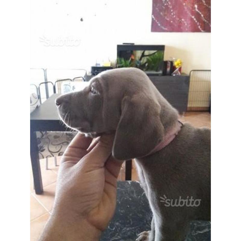 Weimaraner selezionati ENCI